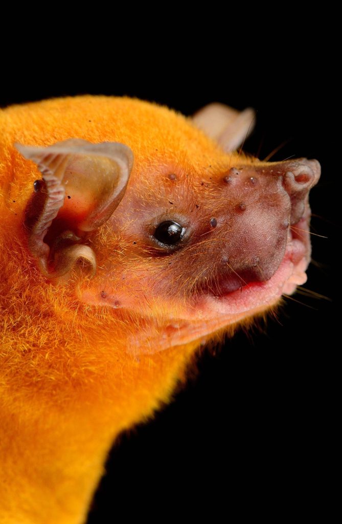 greater fishing bat