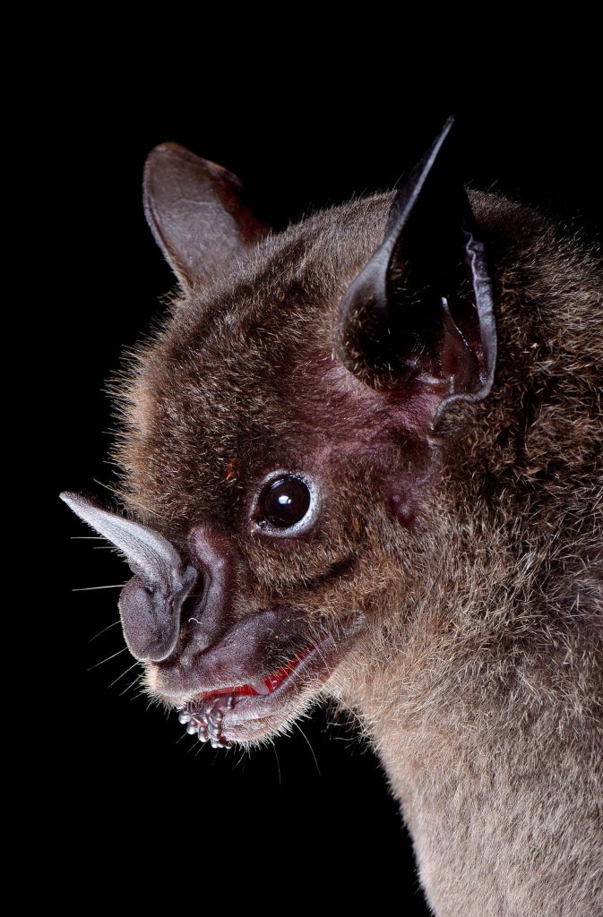 spear nosed bat
