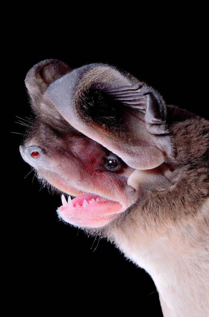 western bat