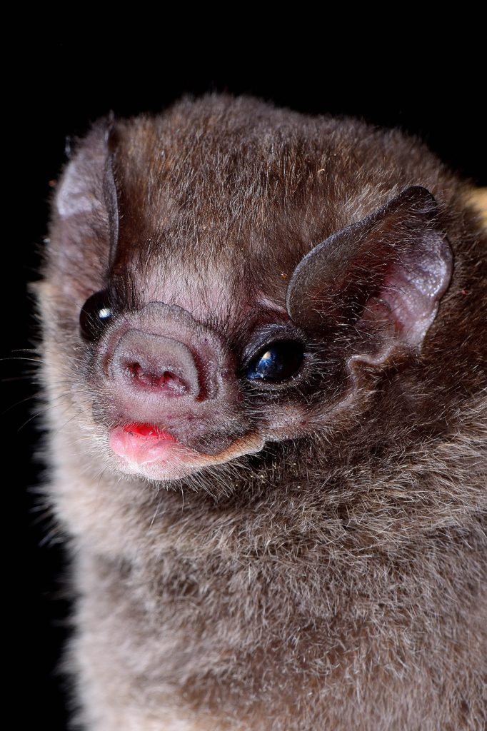 hairy legged bat