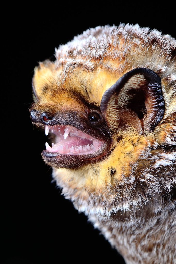 hoary bat