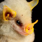 honduran bat face up close