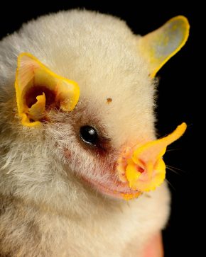 honduran bat face up close