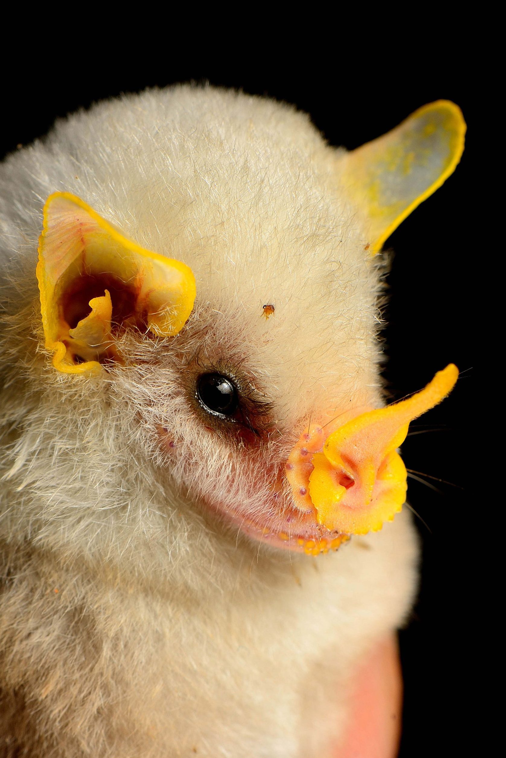 honduran bat face up close