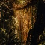 famous living bridge