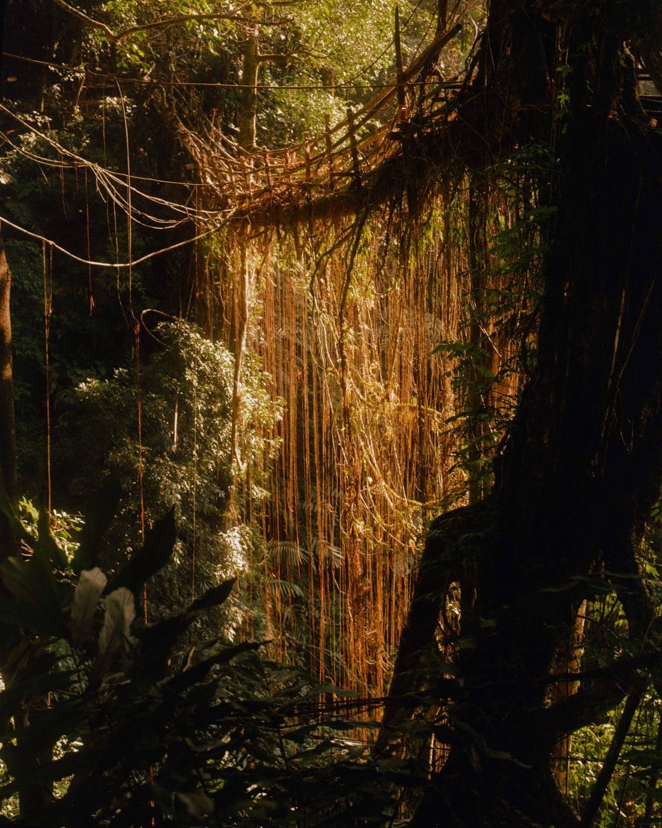 famous living bridge