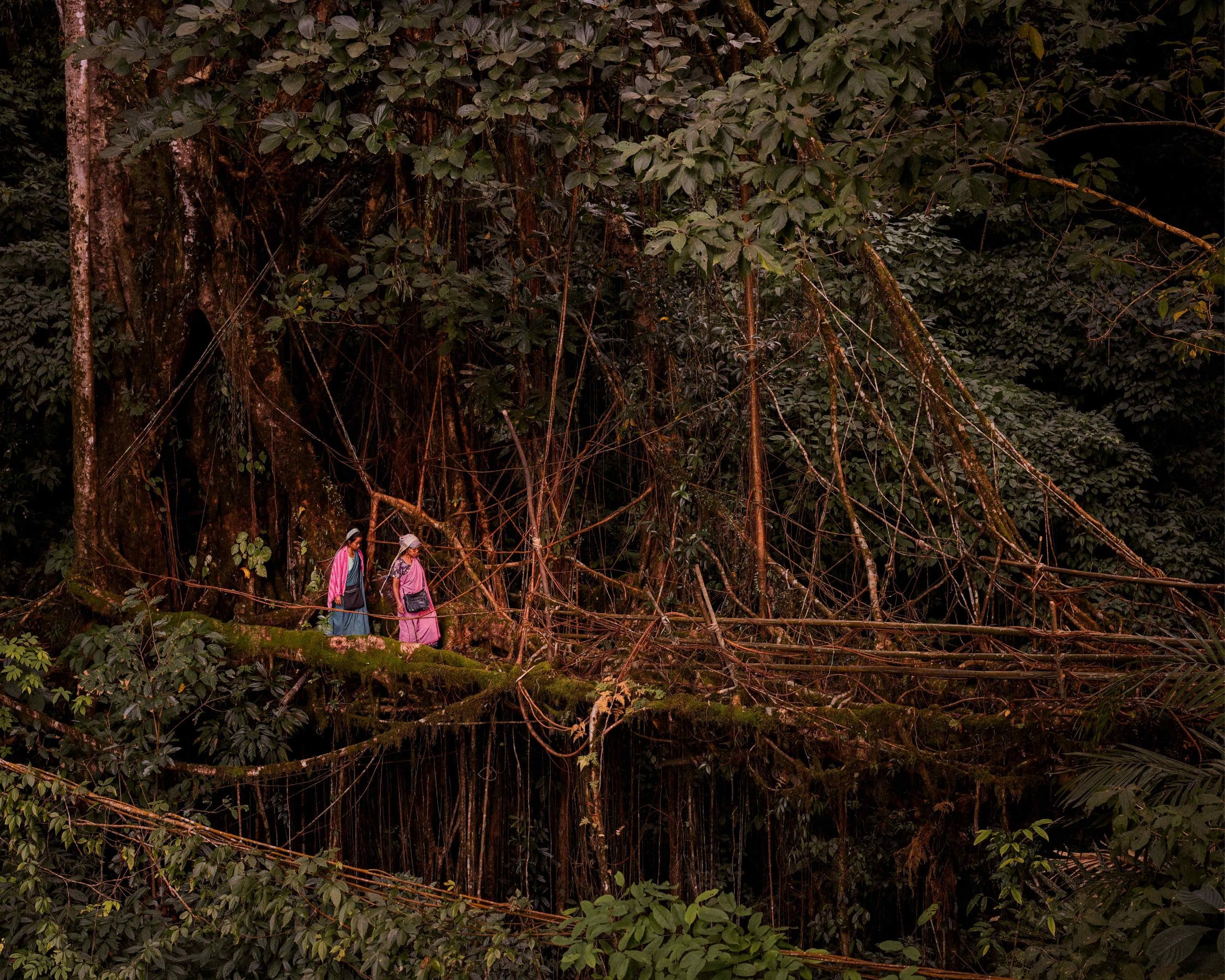 living bridge