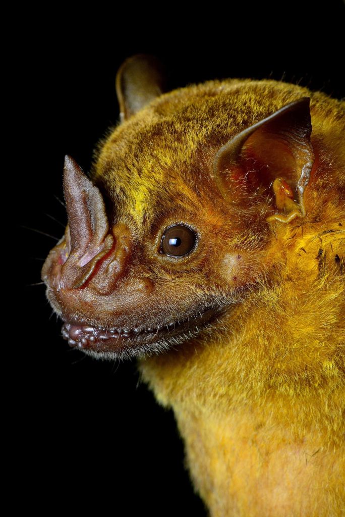 jamaican bat