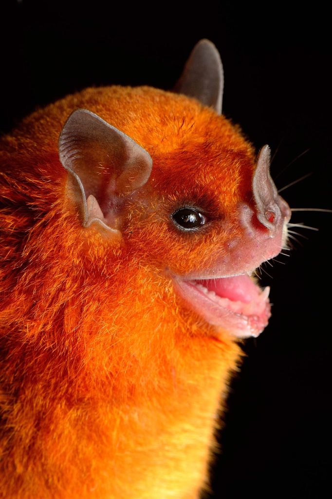 little yellow shouldered bat face