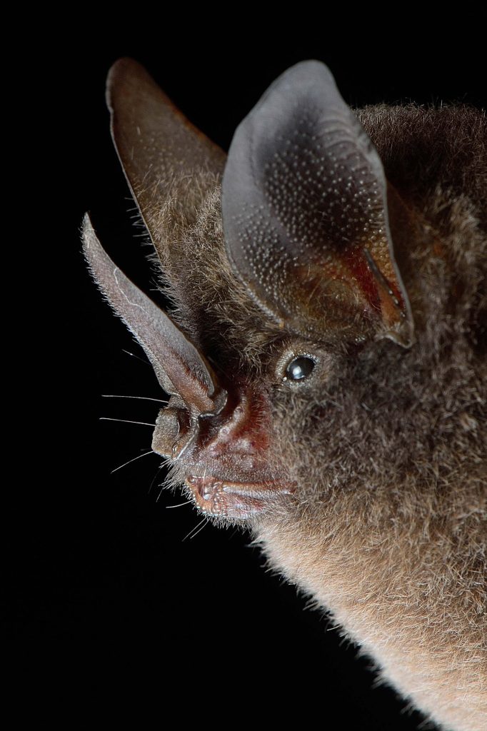long legged bat face close up