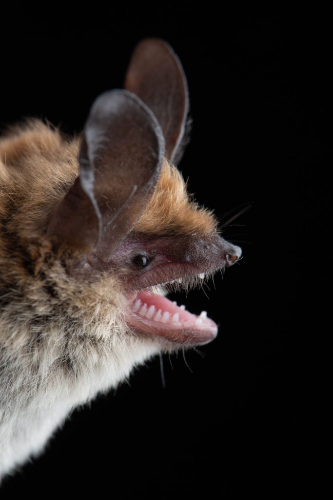 bats face up close