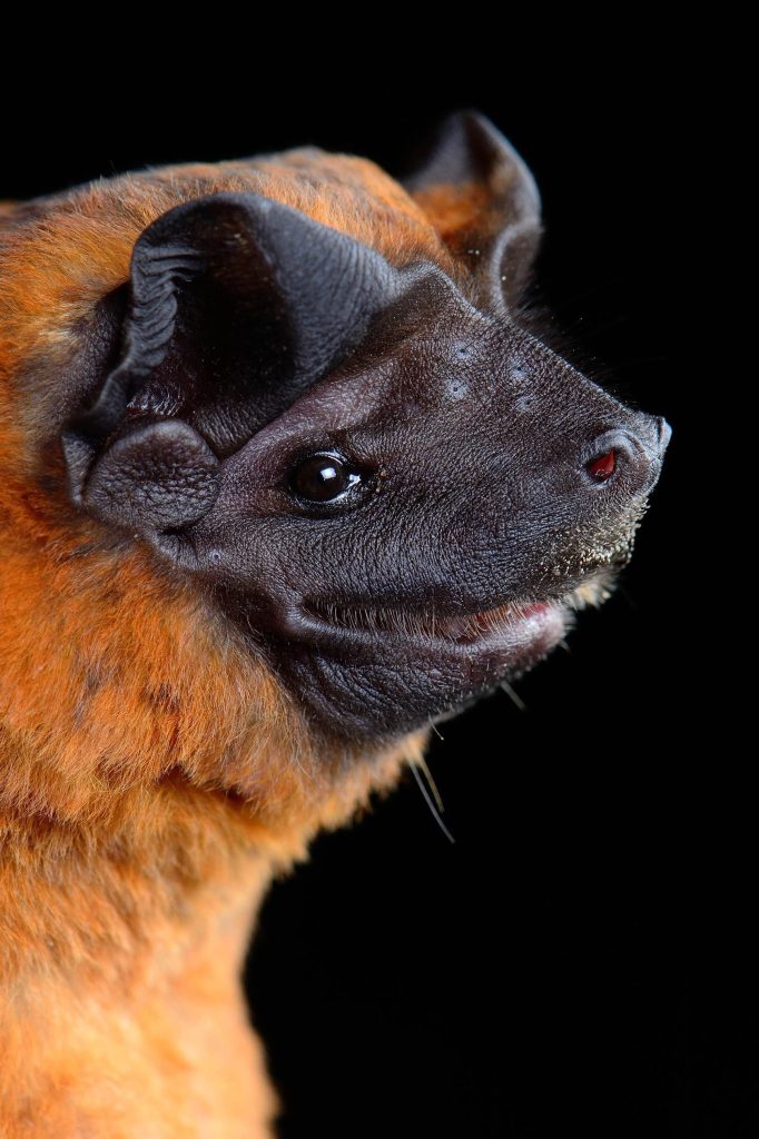 mastiff bat