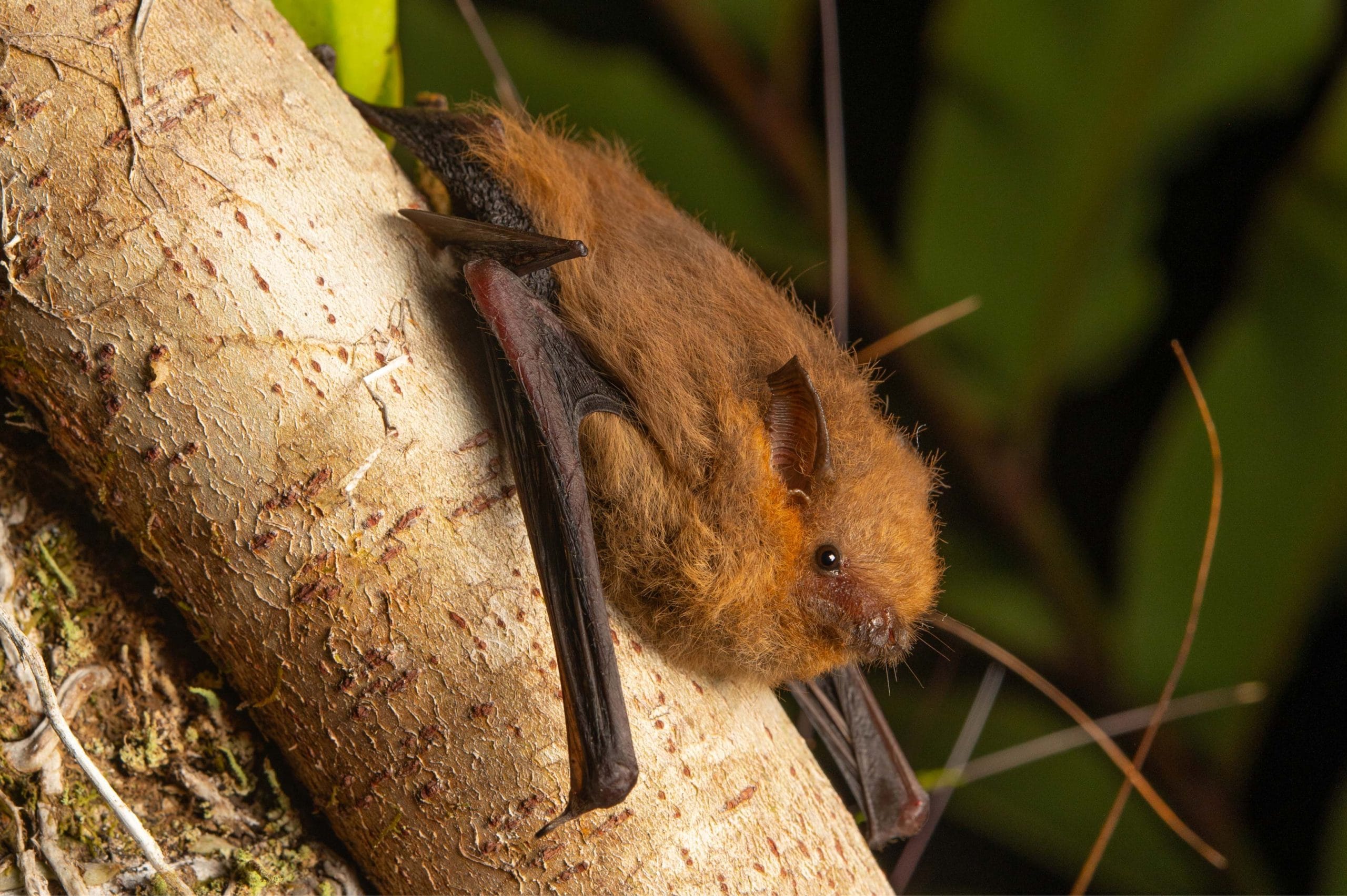 bat on wood