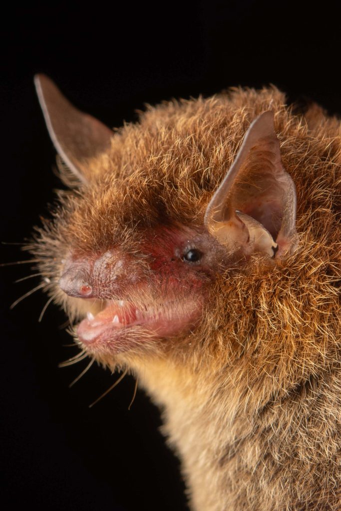 elegant bat