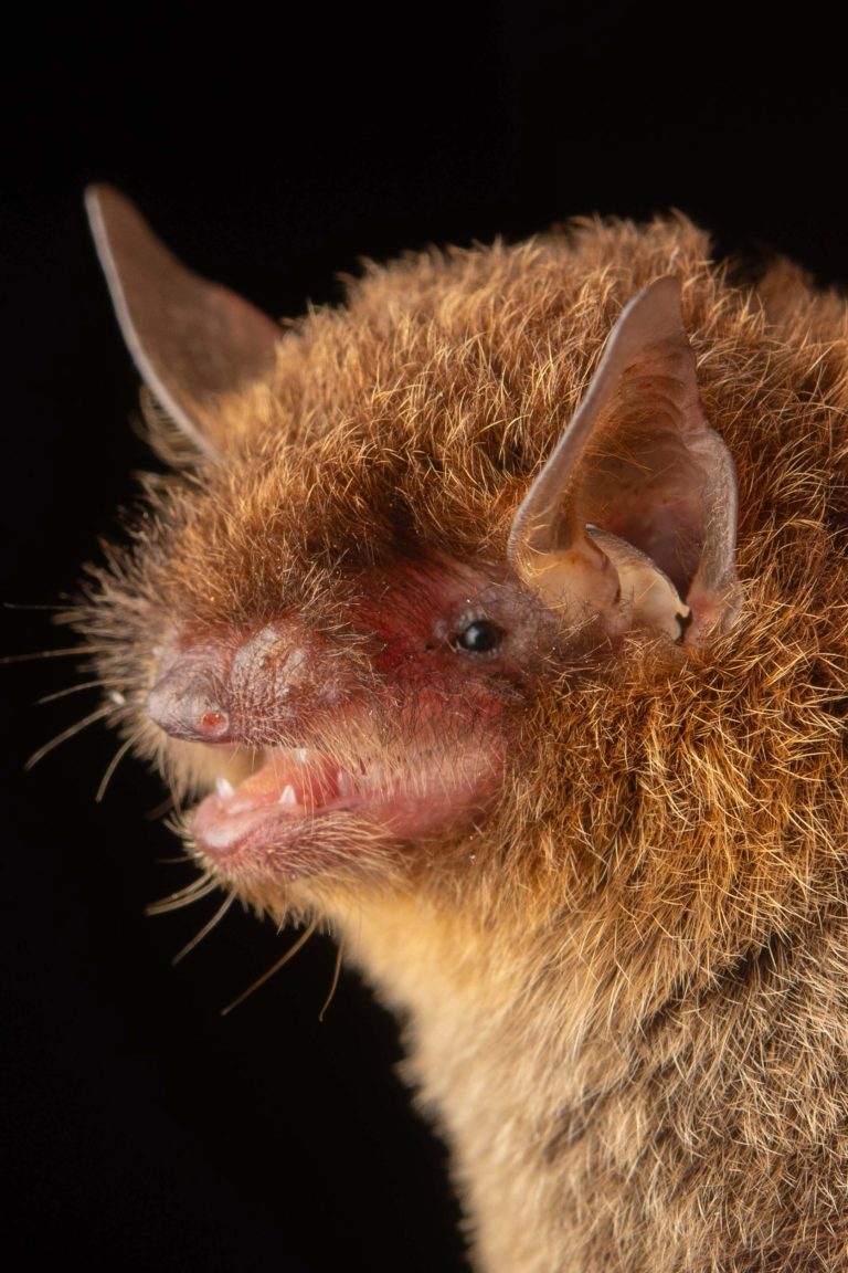 Pictures of bat faces | The beauty of bats, up close
