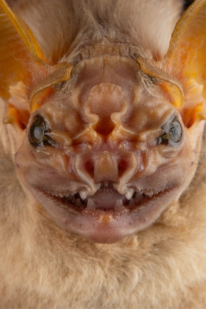 wrinkled face bat