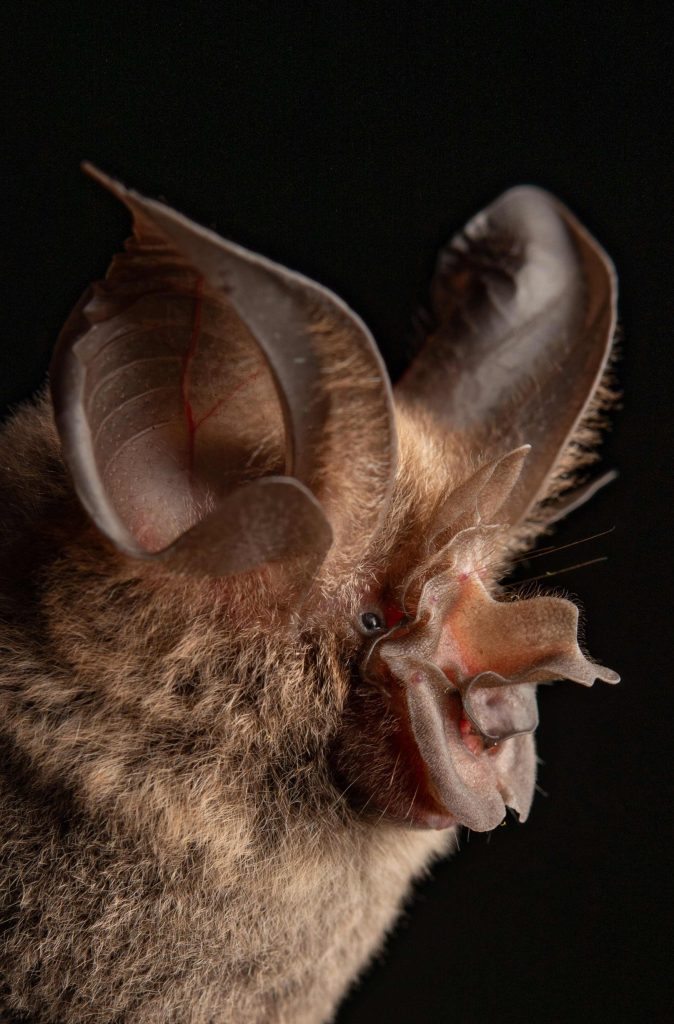 phillipinensis bat