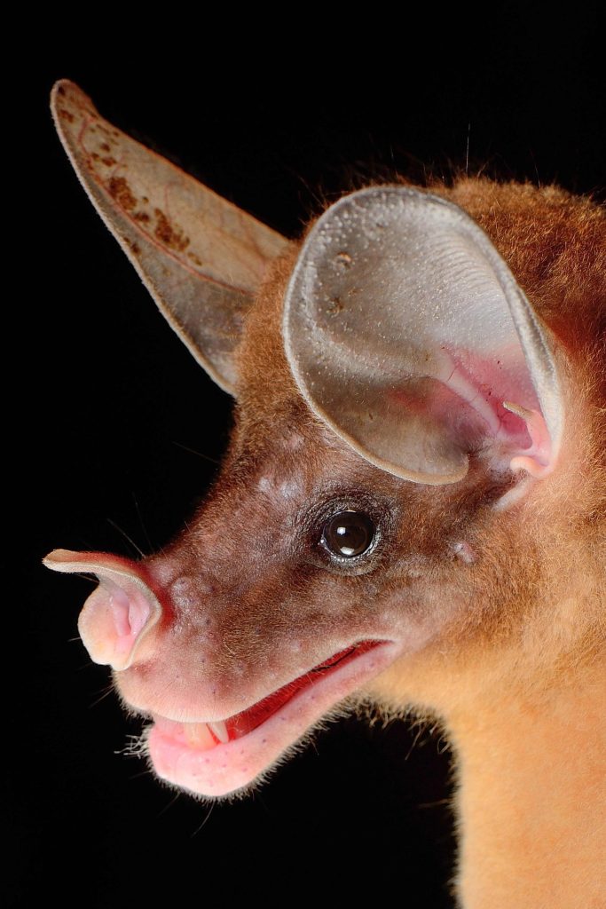 spectral bat