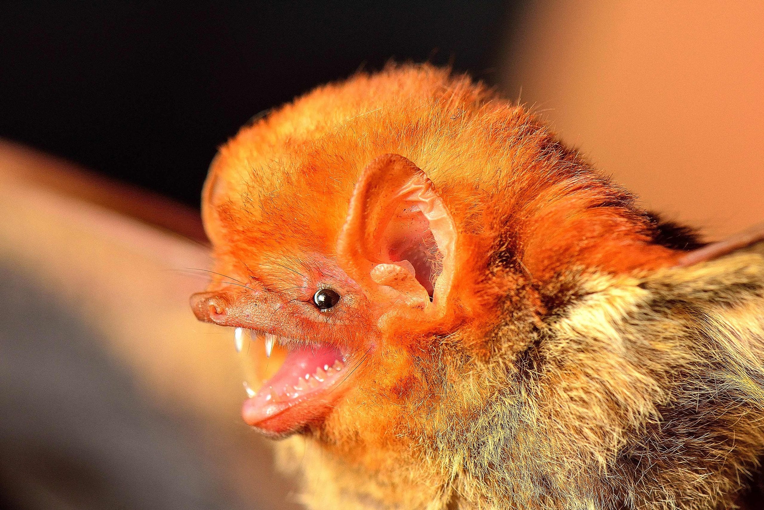 western red bat