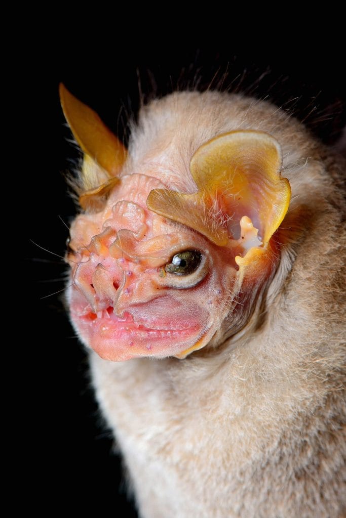 wrinkled face bat