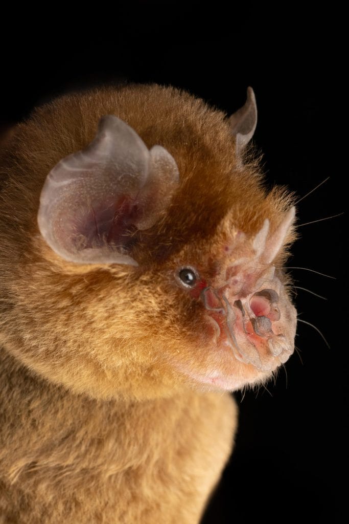 bat