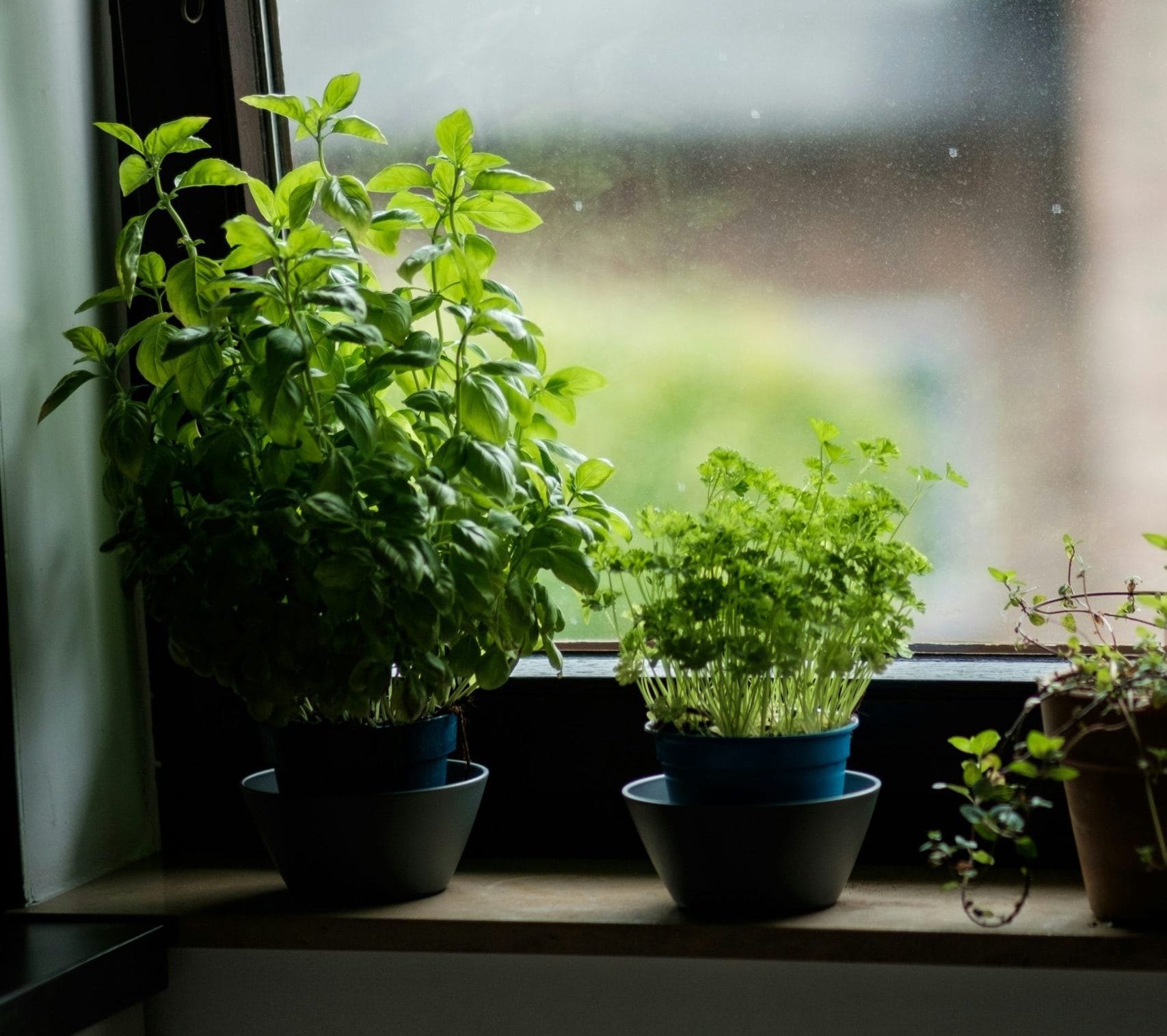 plants