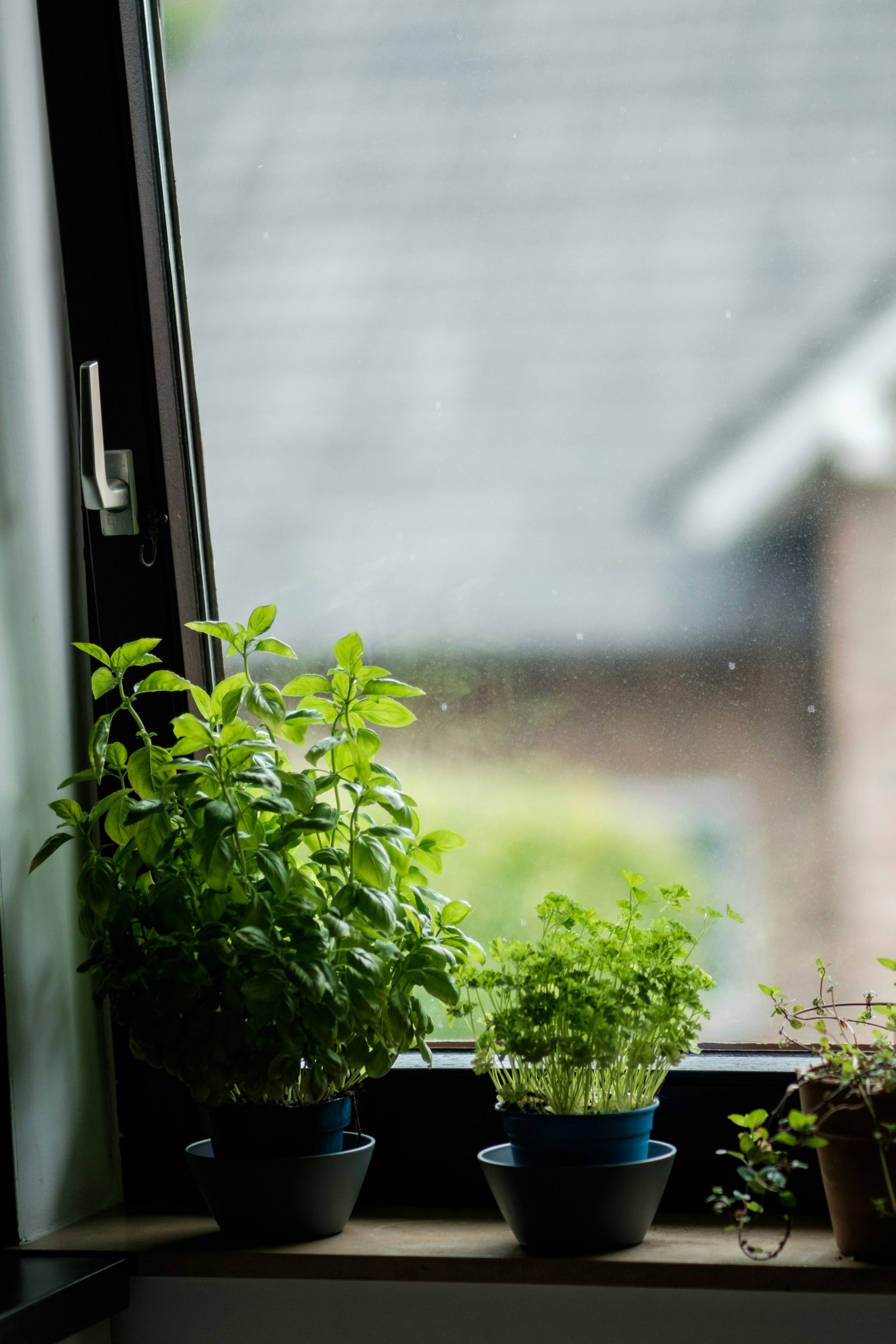 plants