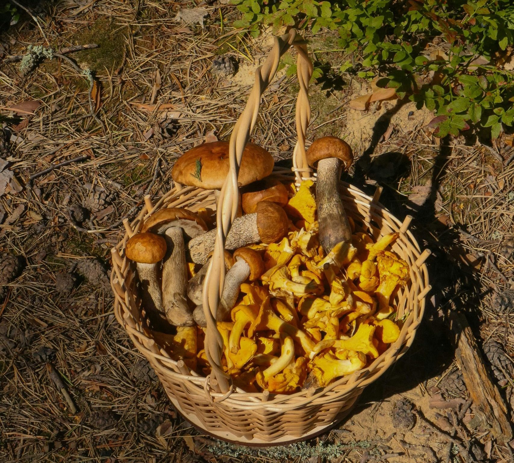 foraging