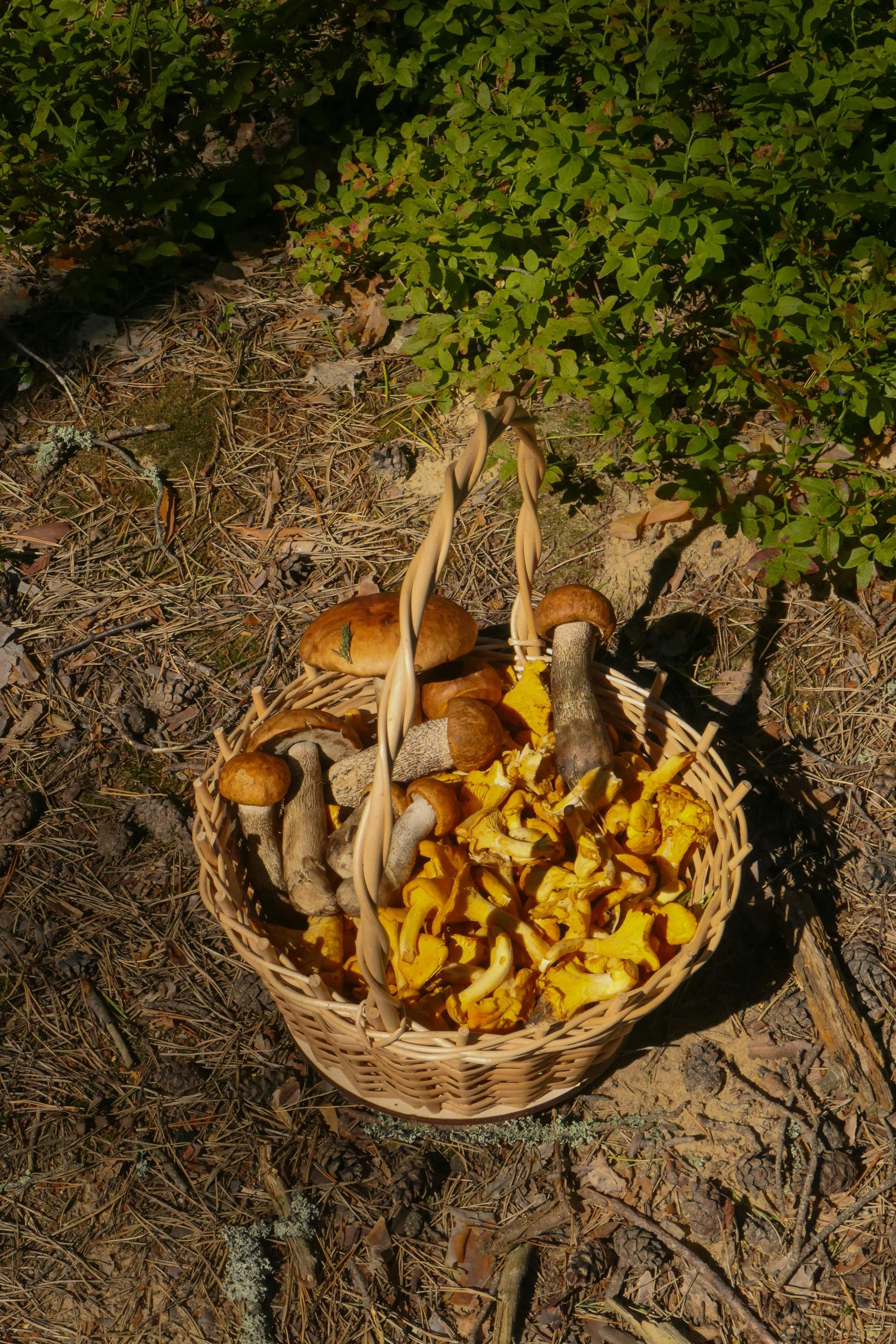 foraging