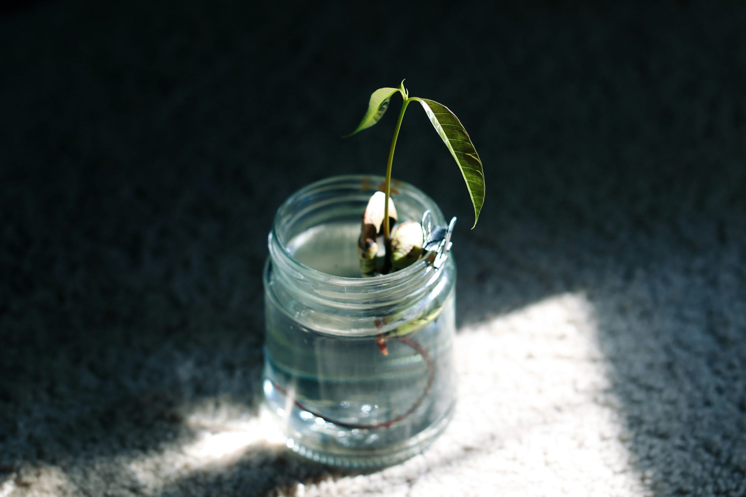 plant