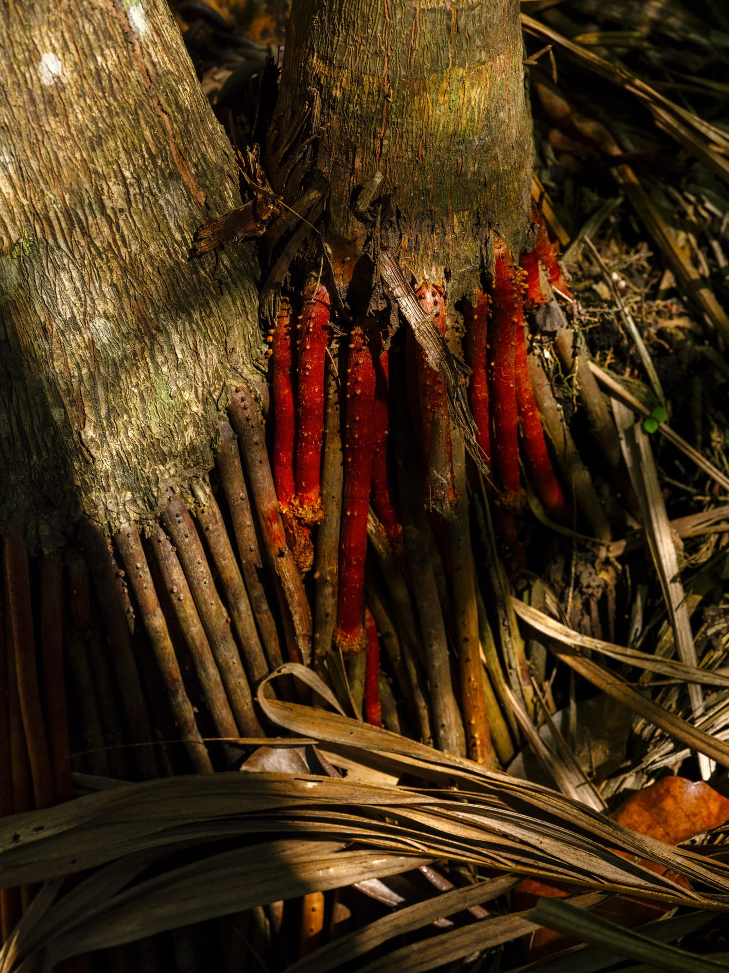 The distinctive red roots of the açaí palm tree