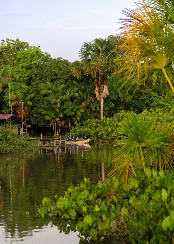 Shore of the Mupi river