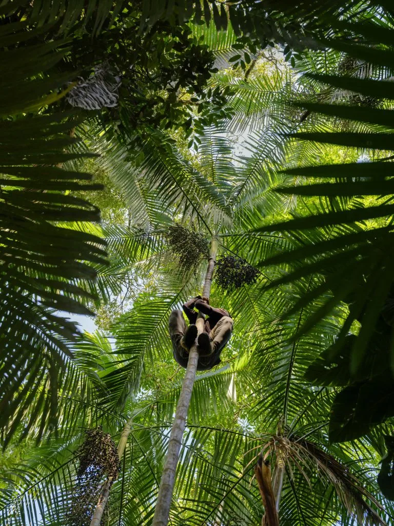 Luan dos Reis Castro climbing a tree in order to harvest açaí berries.
