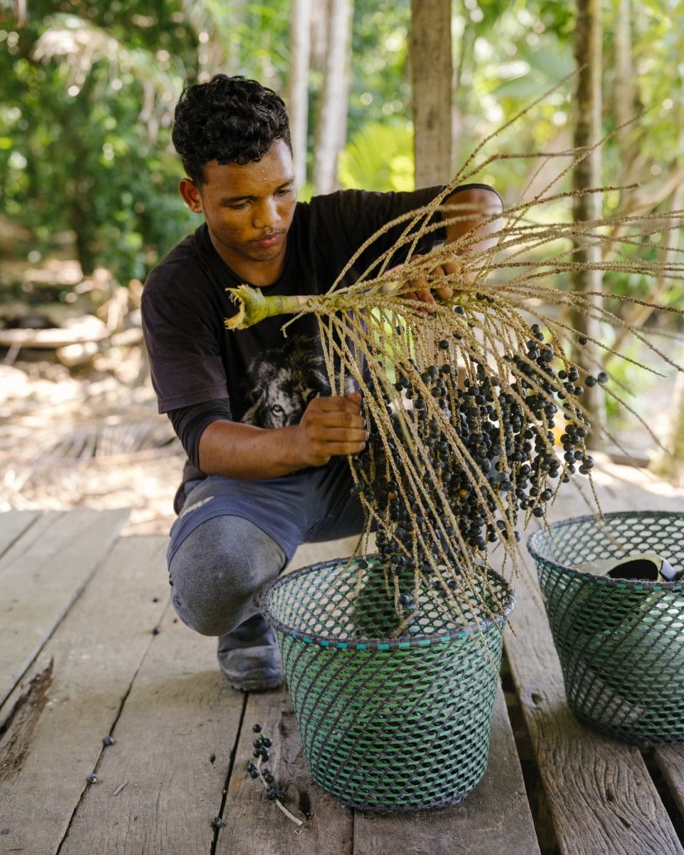 Luan dos Reis Castro harvesting acai berries