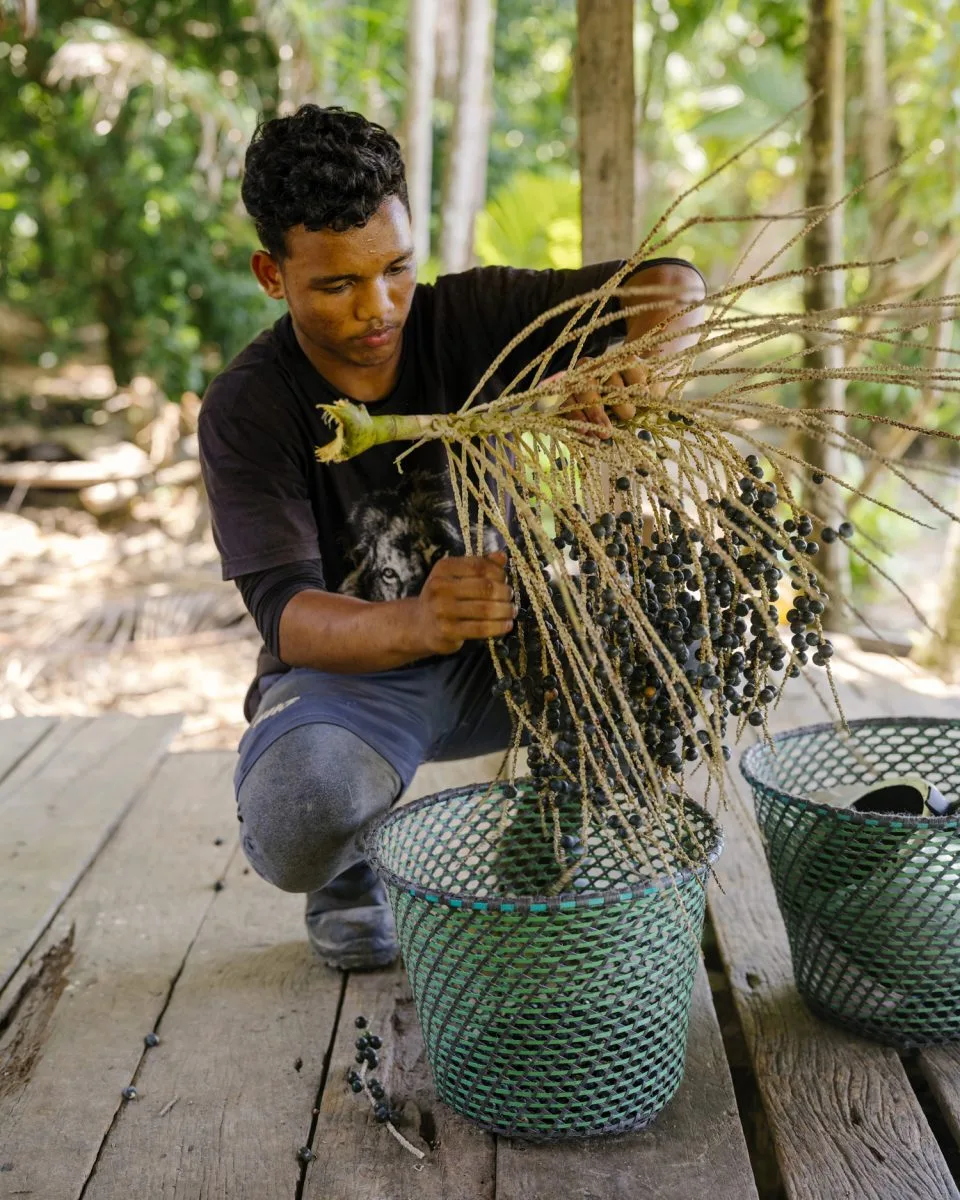Luan dos Reis Castro harvesting acai berries