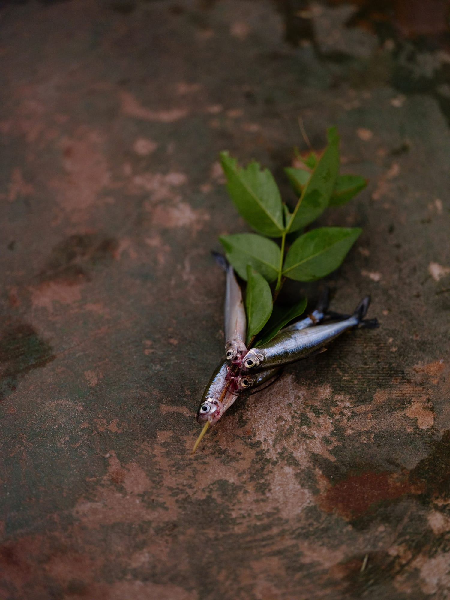 Small fish speared on a stick