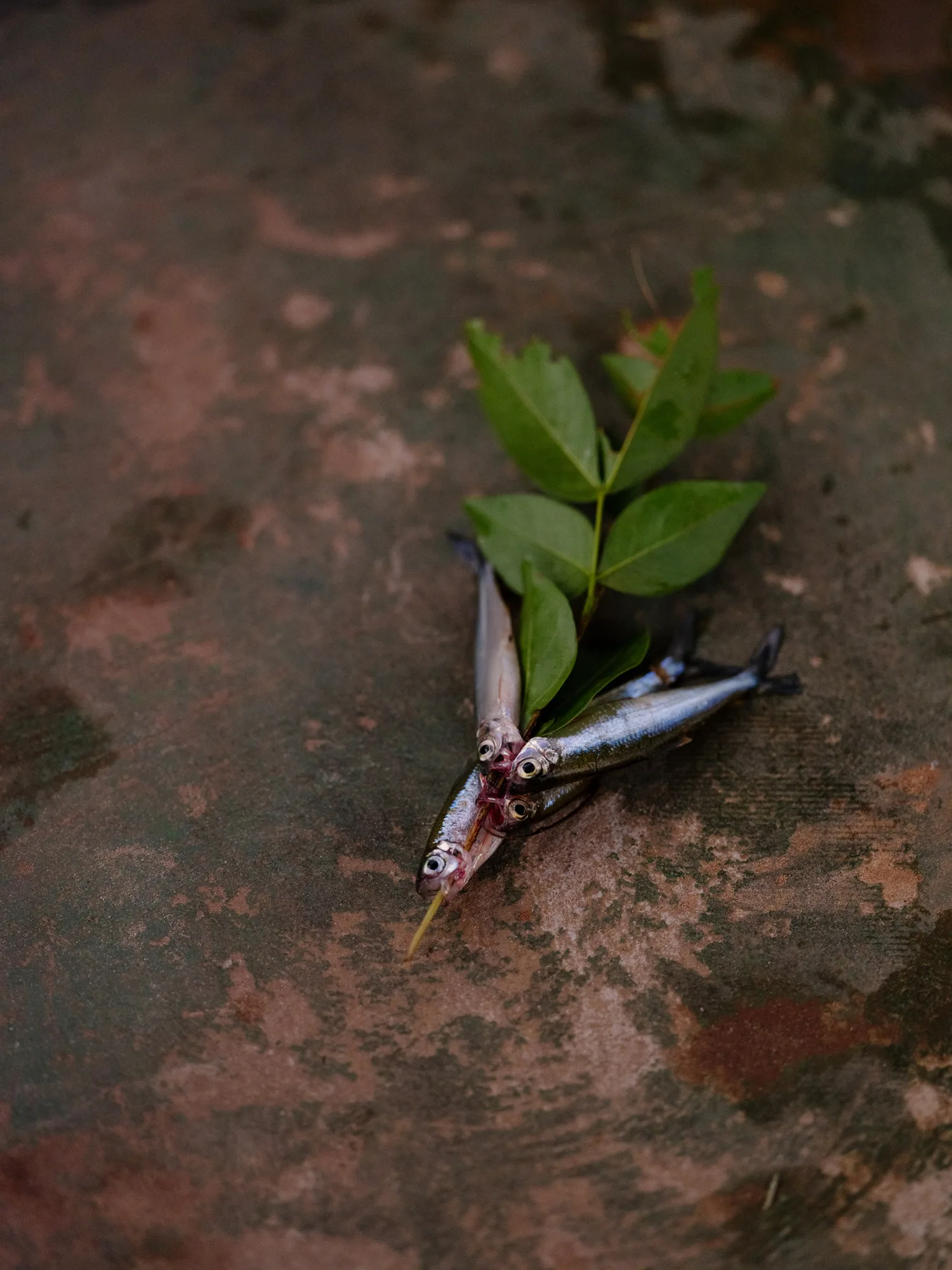 Small fish speared on a stick
