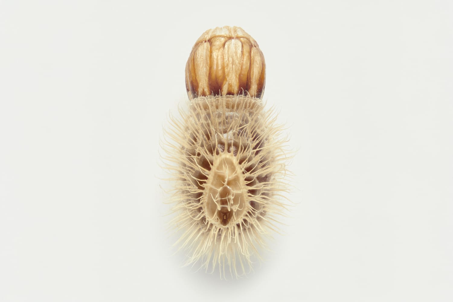 Stick insect egg. Sustainability news