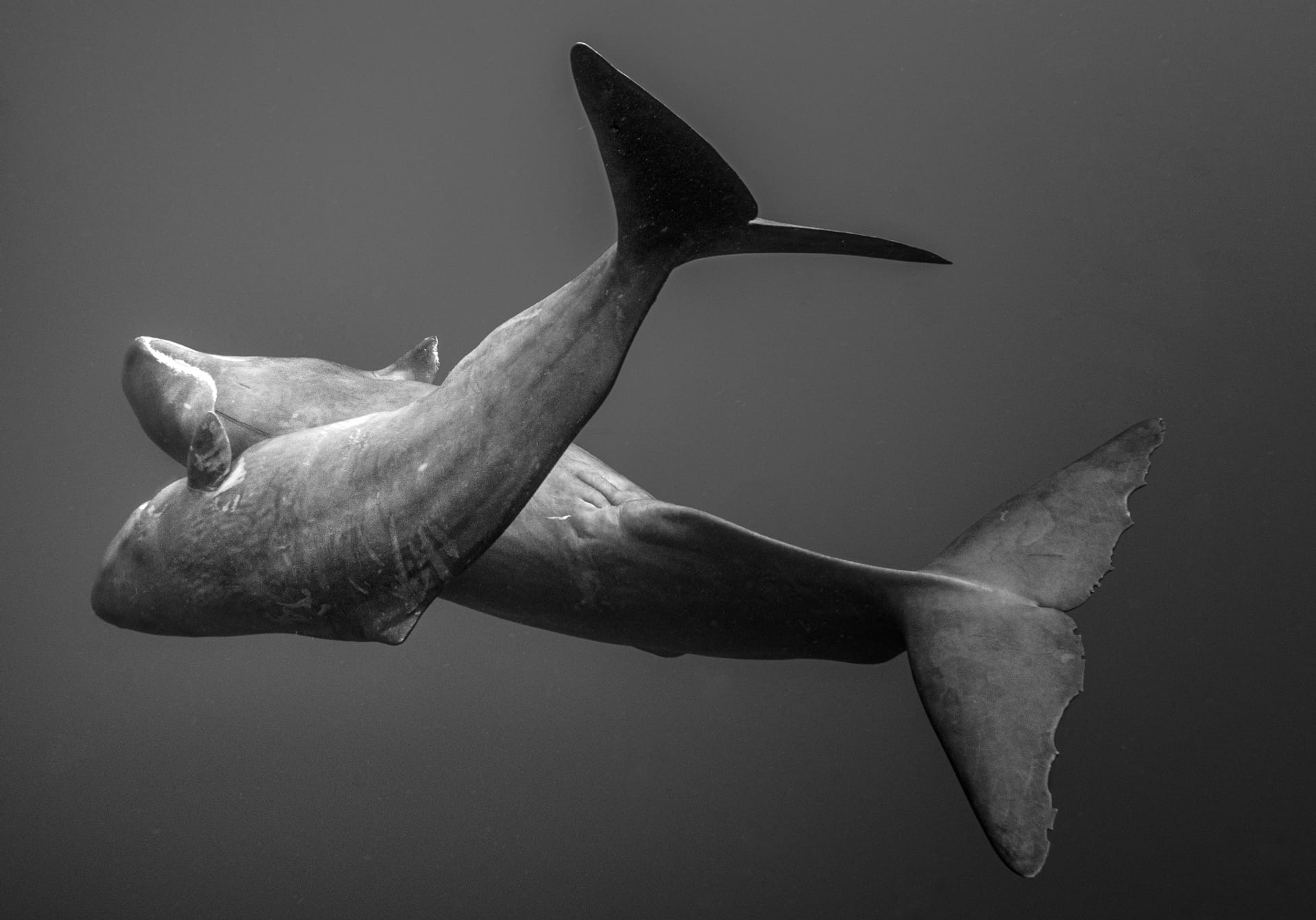 Cristina Mittermeier