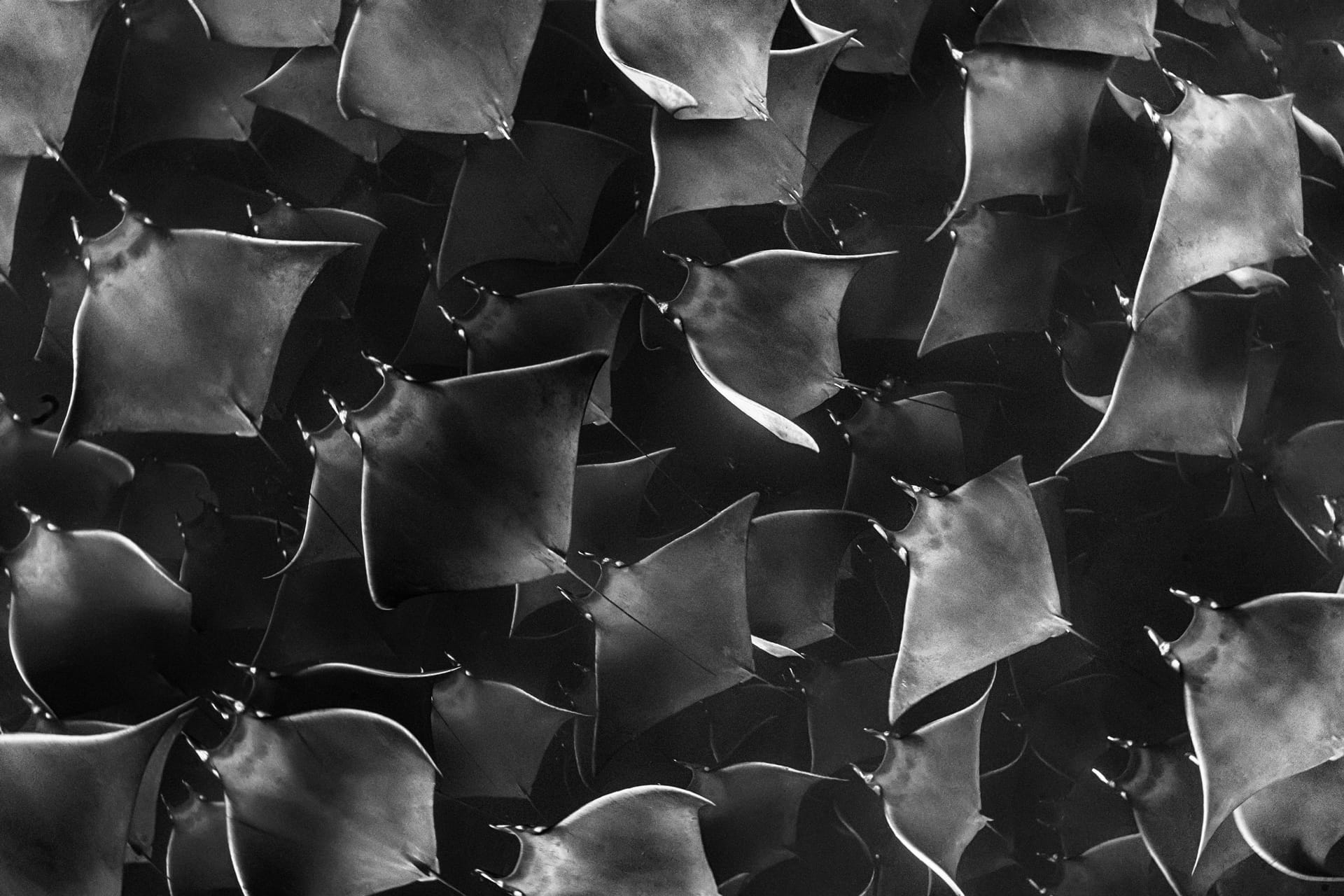 Cristina Mittermeier