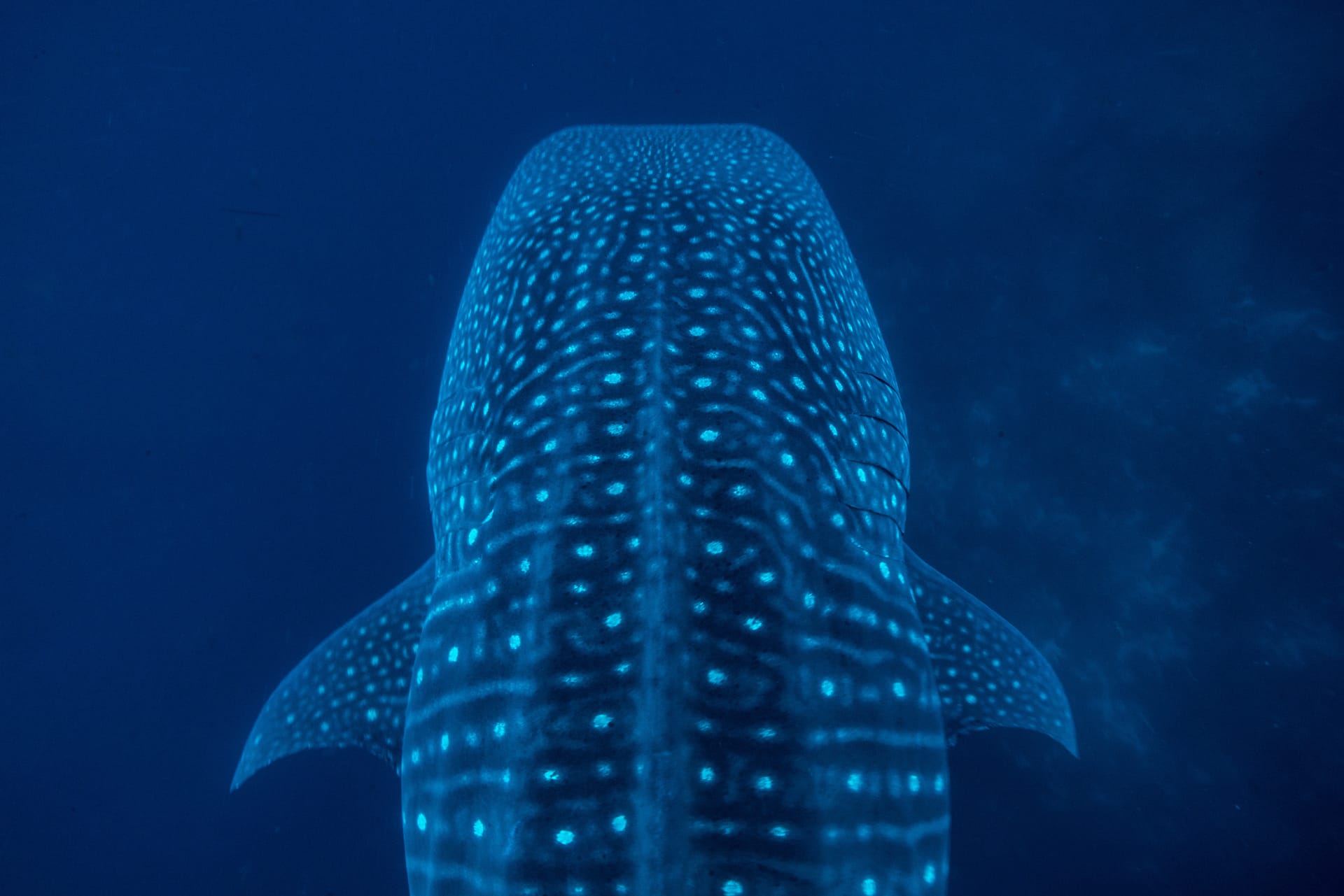 Cristina Mittermeier