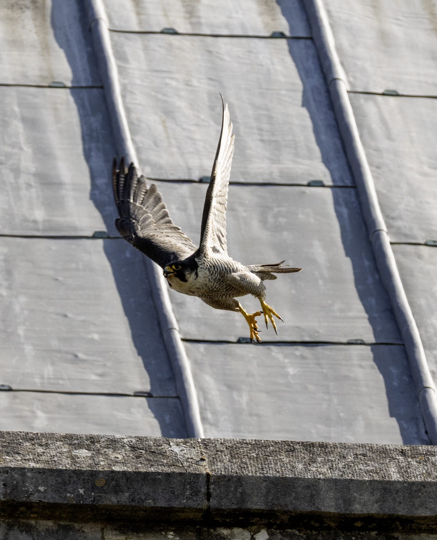 peregrine falcon lira valencia