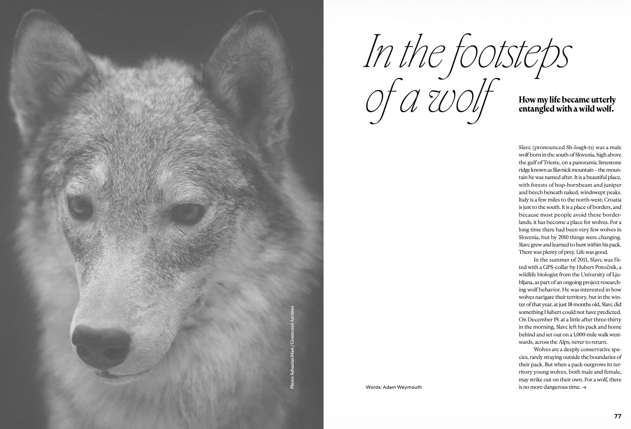 into the footsteps of a wolf volume 5 magazine page preview