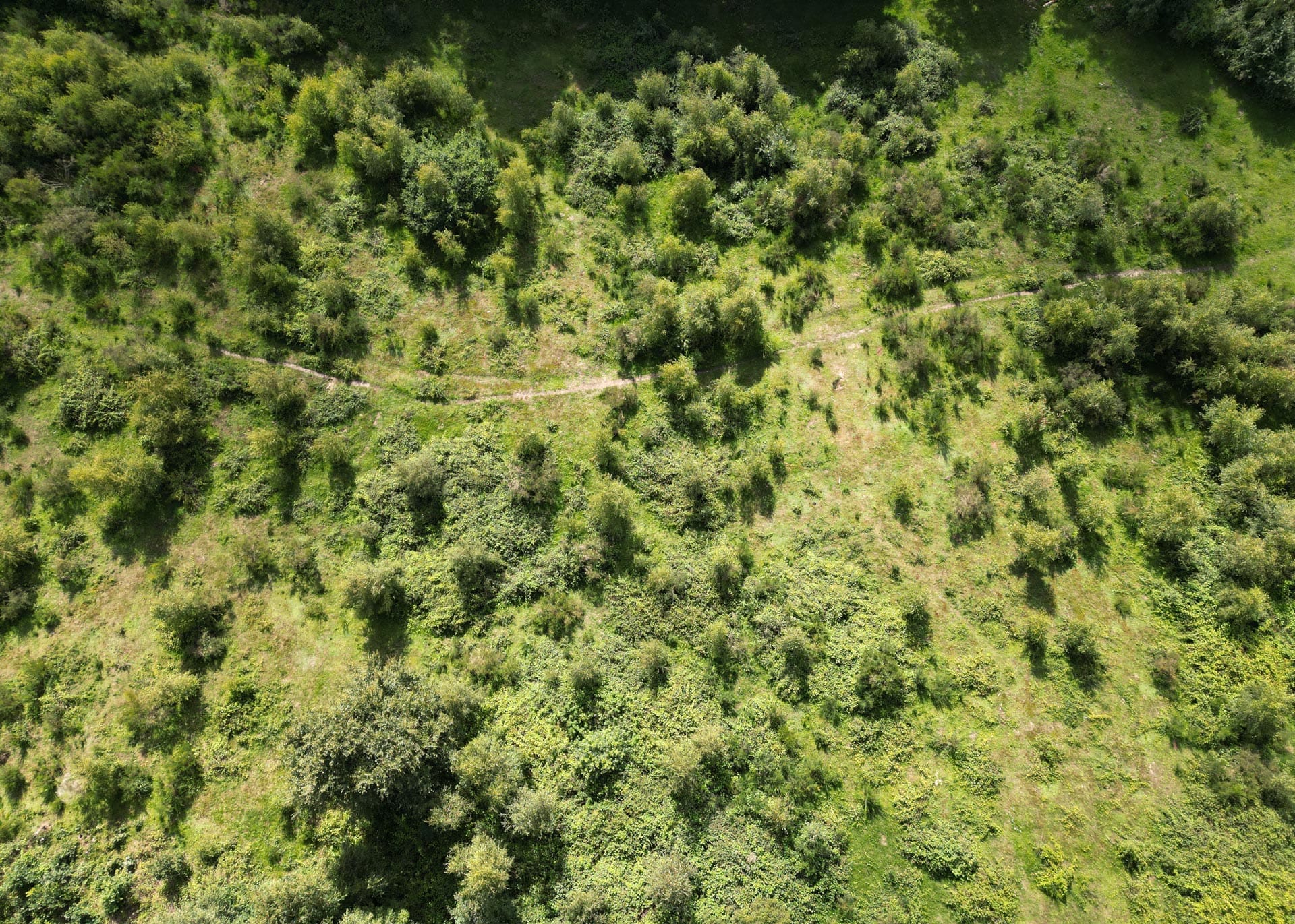 Rewilding