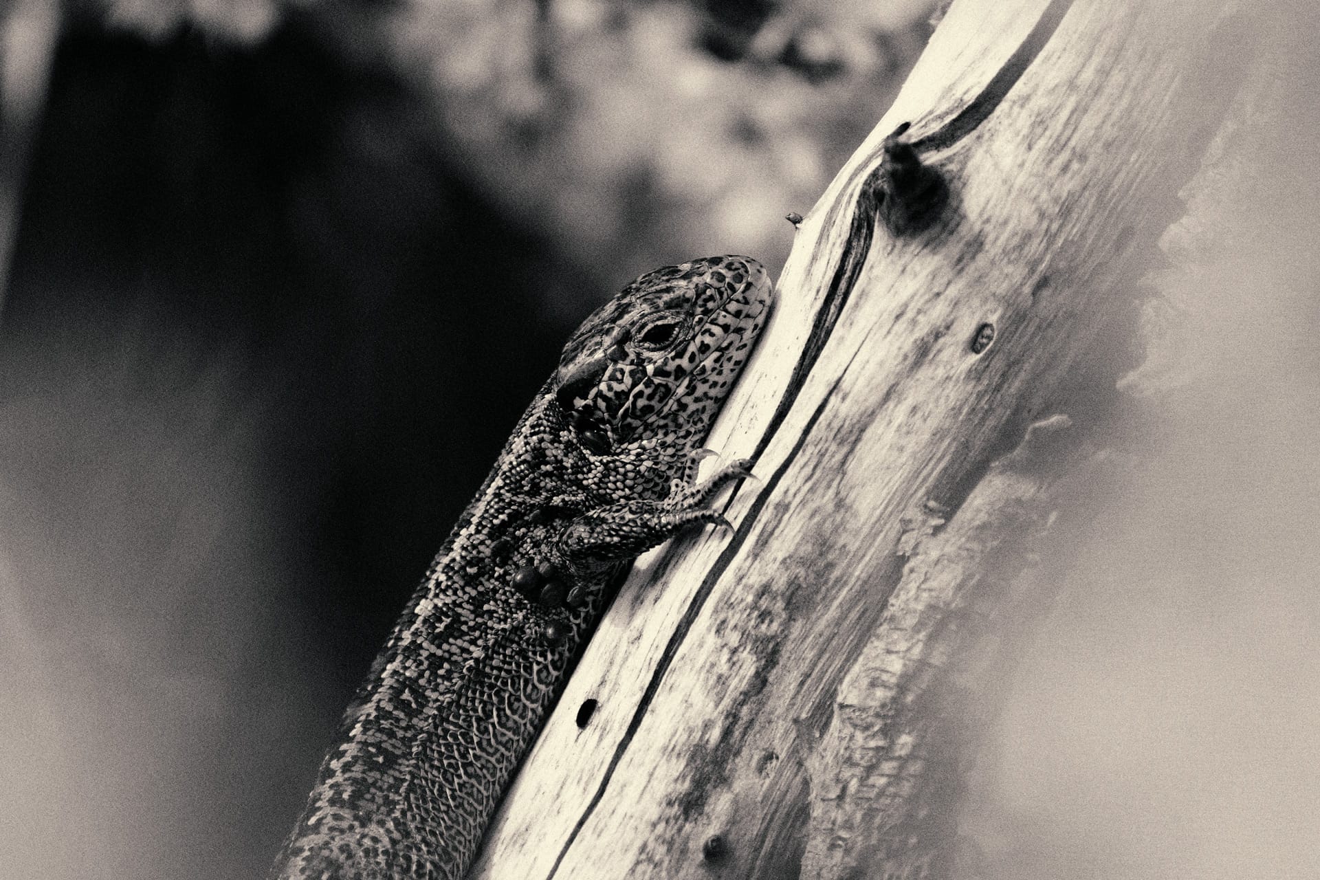 Rewilding