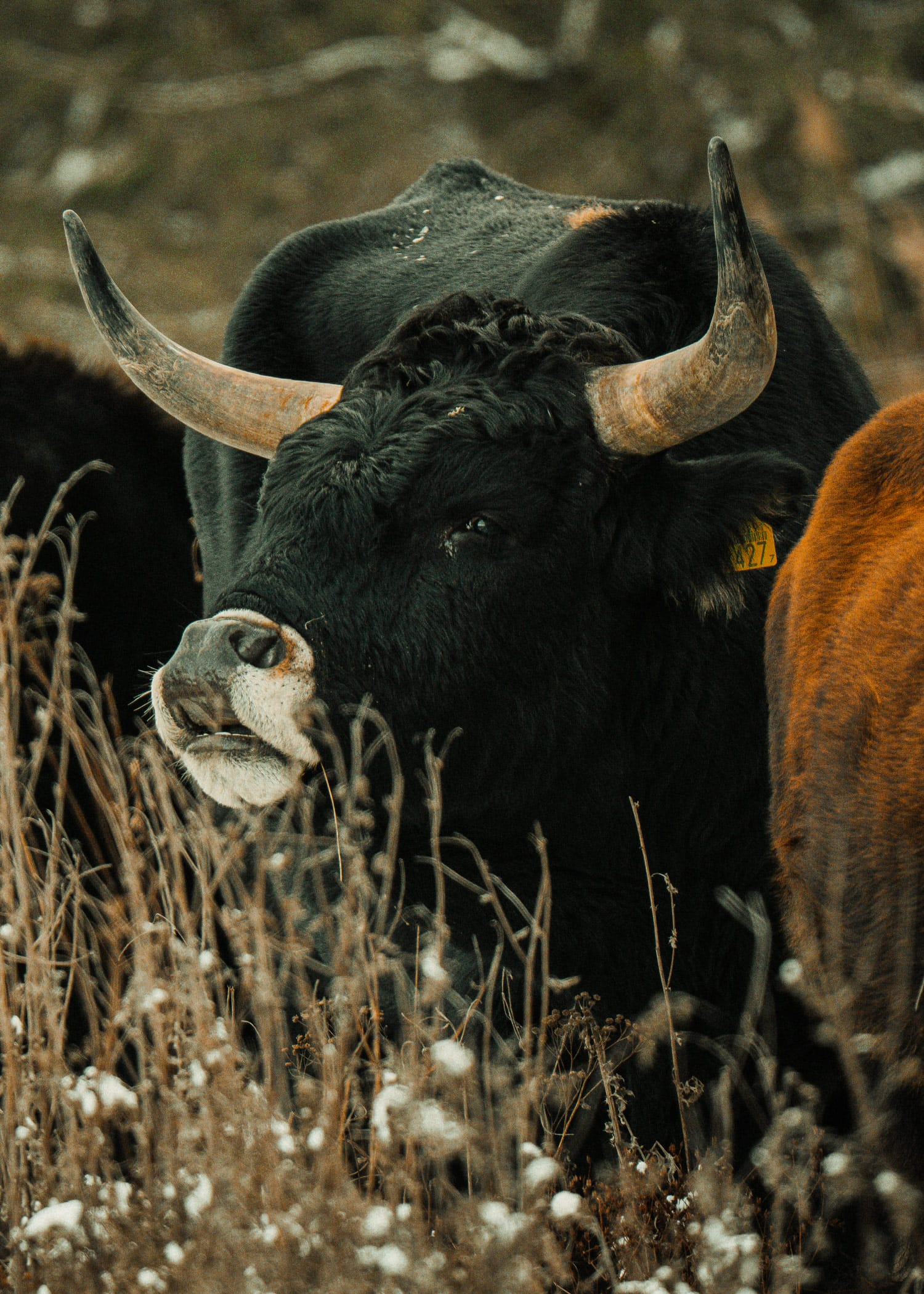 Rewilding
