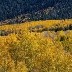 Pando