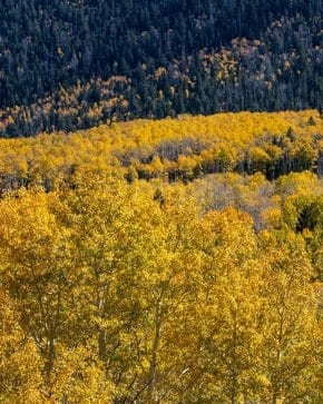 Pando