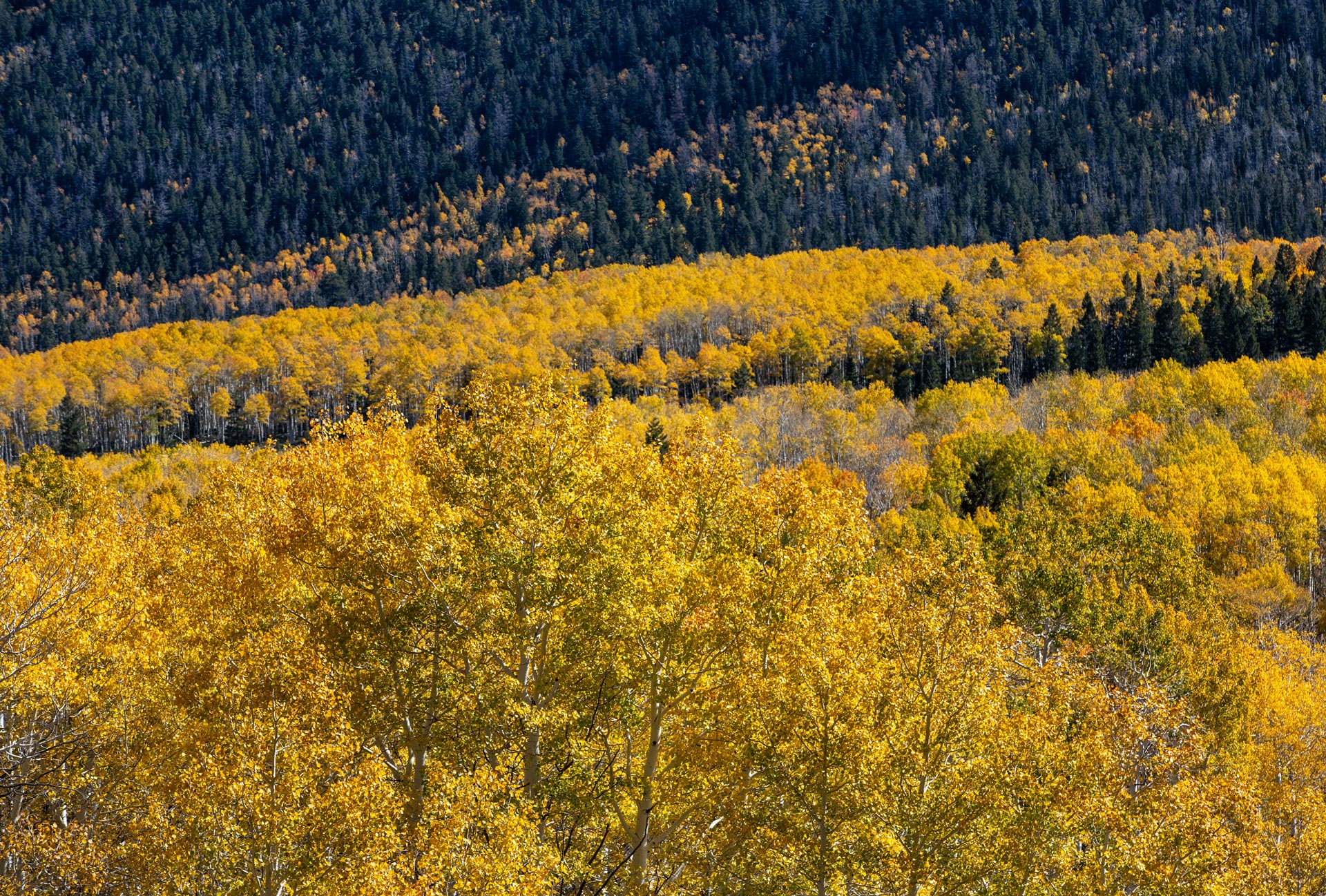Pando