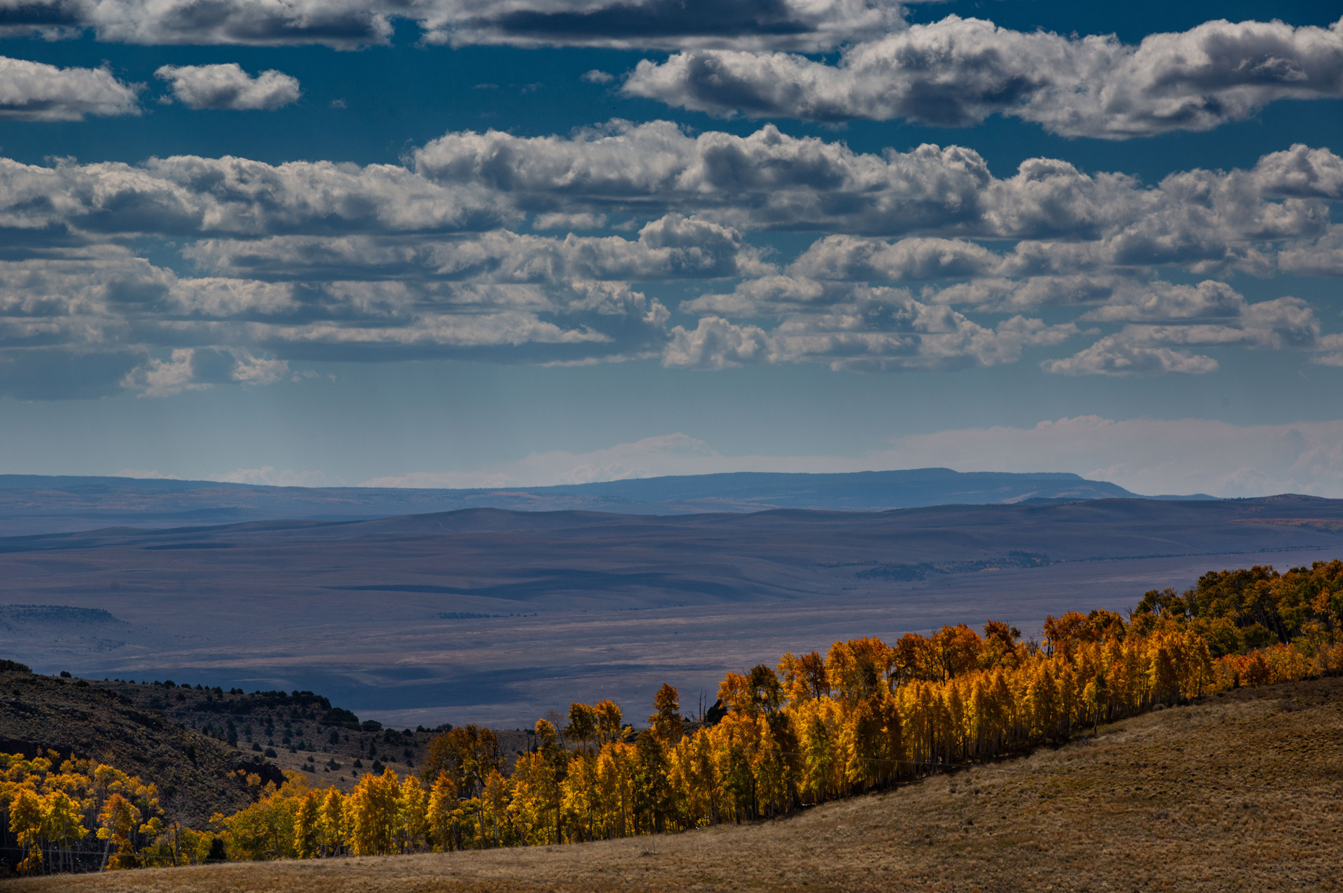 Pando